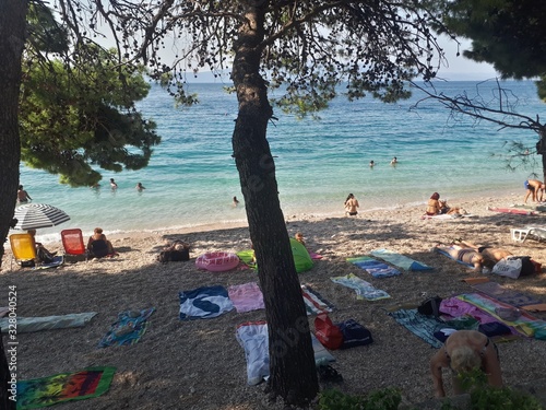Beach in croatia with palm trees