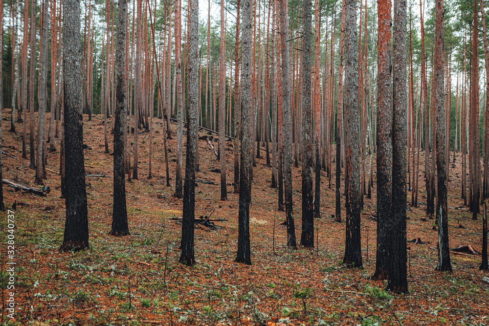 Burned tree trunks after forest fires