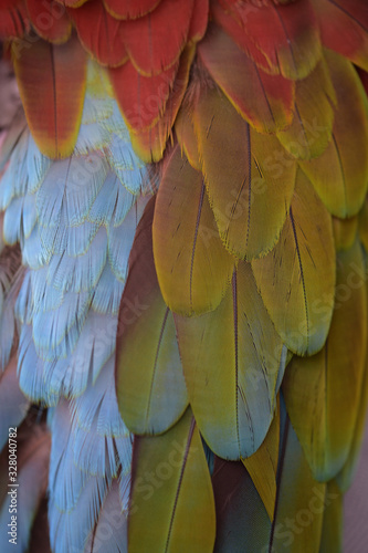 The unique texture of the colorful plumage of a macaw parrot close-up.
