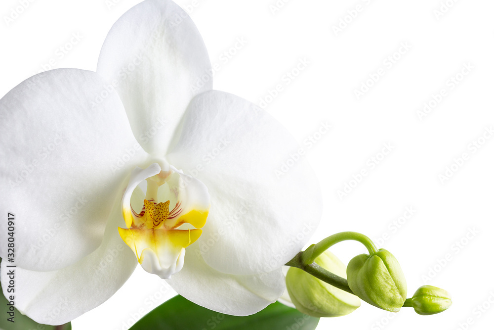 Branch of white orchid with flower buds and green leaves isolated on white background, design element Branch of white orchid with flower buds and green leaves isolated on white background, design element