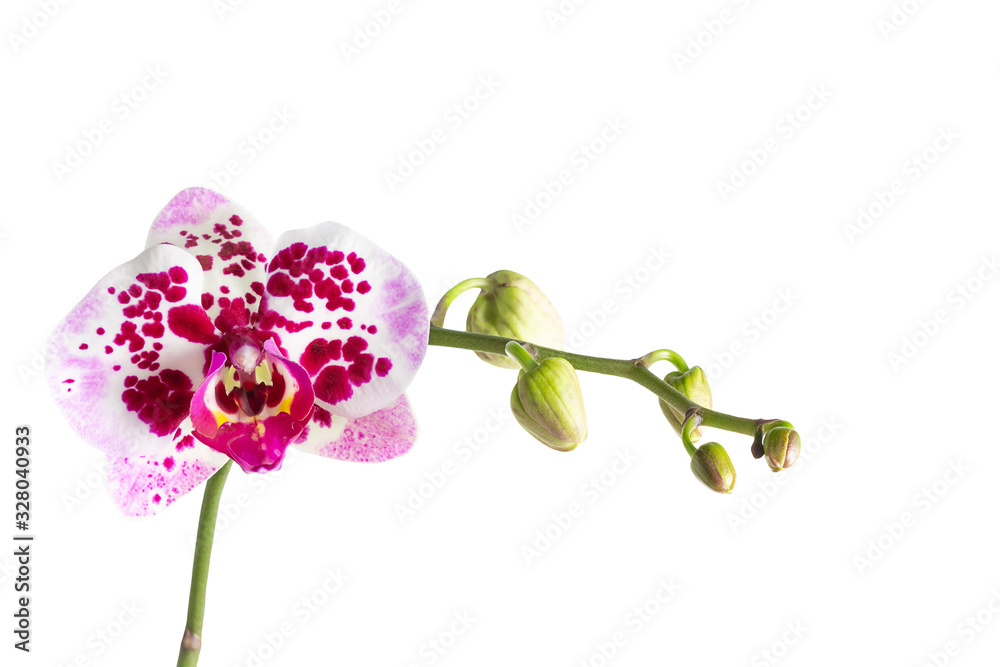 A branch of spotted orchids with flower buds, isolated on white background A branch of spotted orchids with flower buds, isolated on white background