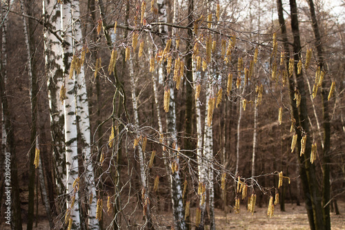 Birch trees  birch catkins  bloom in early spring birch earrings