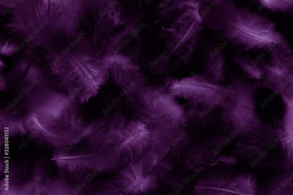 Fototapeta premium Beautiful abstract colorful red and purple feathers on black background and soft blue feather texture on dark pattern and blue background, colorful feather, purple banners