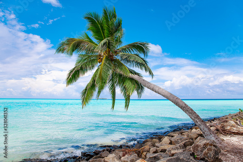 Maldive Islands Sand Beach and green palm foliage view