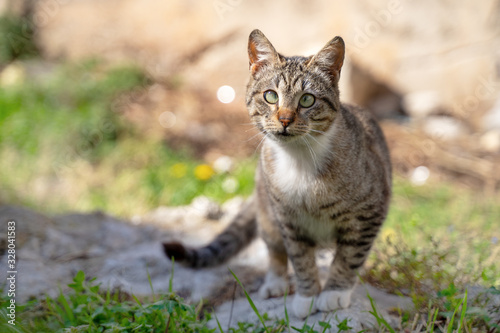 Beautiful cross-eyed cat walking through the green grass. Street cat, village cat in the garden. Summer background and soft light © Masarik