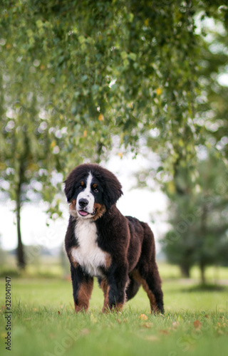 Bernese mountain dog puppy outside. So cute and small bernese puppy. 