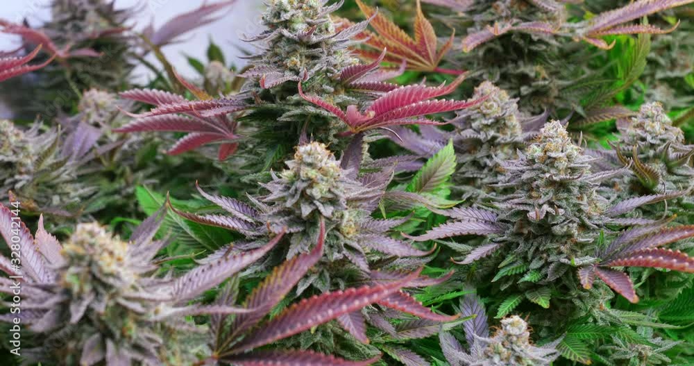 Shot of a cannabis plants growing in a grow tent during flowering stage