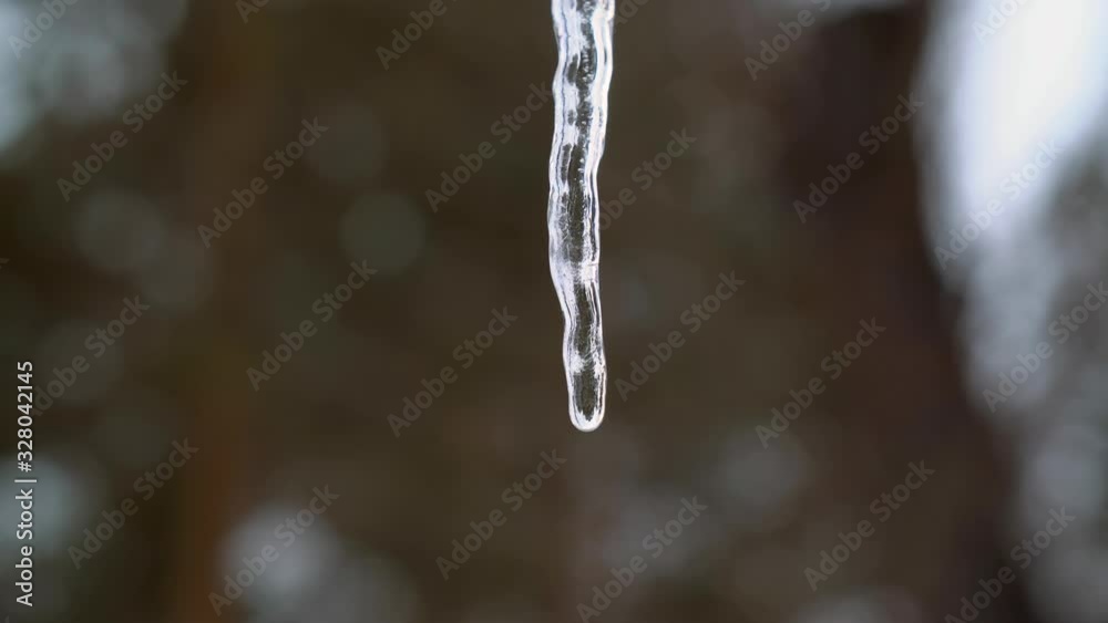 Dripping icicle on a warm spring day close-up.