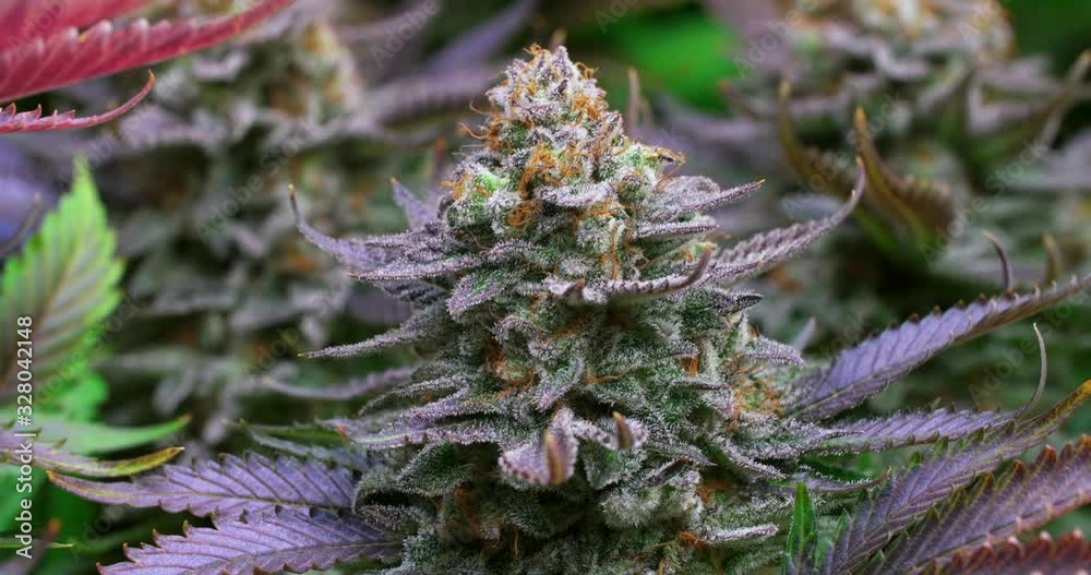 Shot of a cannabis plants growing in a grow tent during flowering stage Shot of a cannabis plants growing in a grow tent during flowering stage