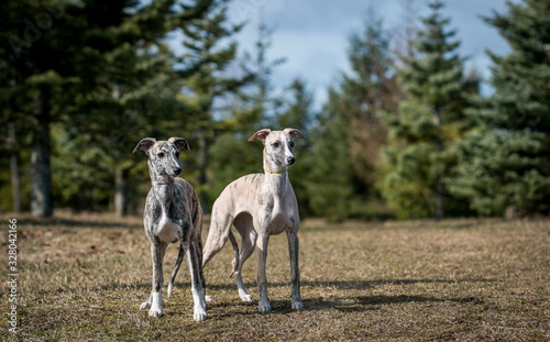 Vipet. Greyhound dog standing. 