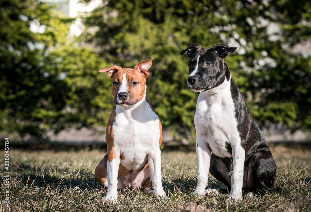 american staffordshire terrier puppy posing otside in the park.	