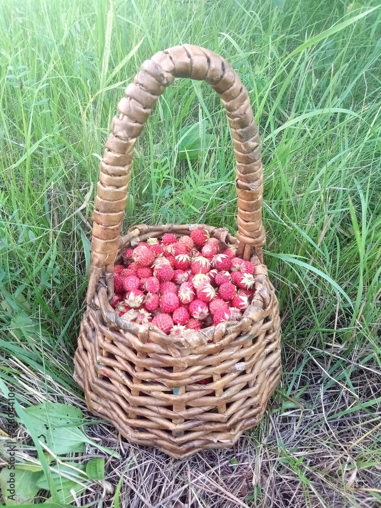 Wild strawberries in a basket on the green grass