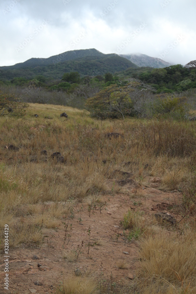 Volcanic area climate contrat primary forest Volcanic area climate contrat primary forest