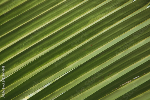 Palm leaves. A close up of a tree. Coconut palm. High quality photo © alserikov