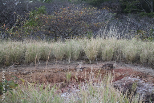 Volcanic grey hot mud bubbling