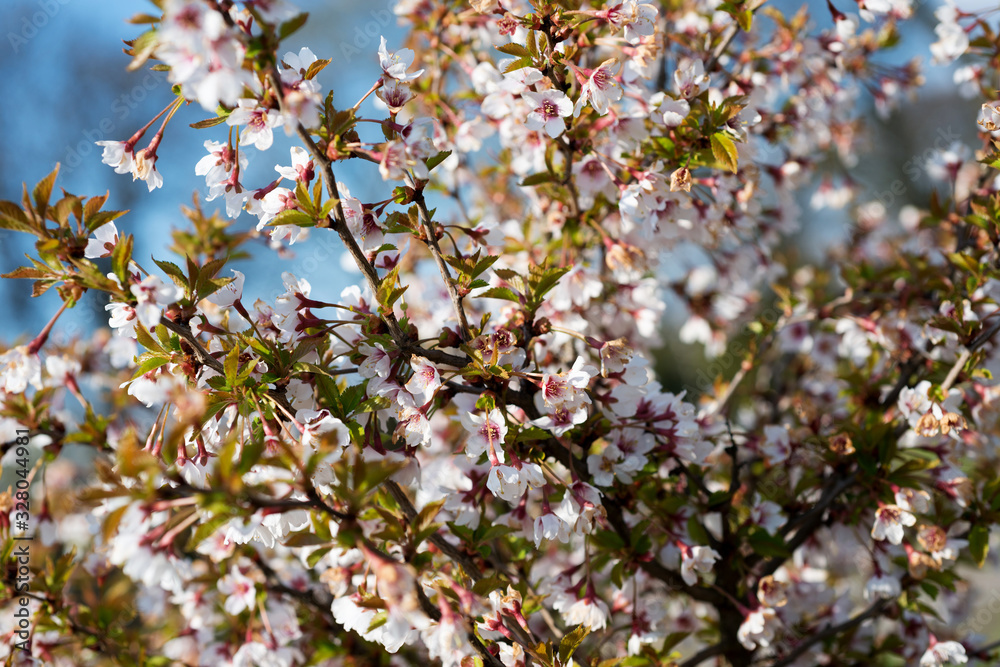 Flowering trees in the garden closeup Flowering trees in the garden closeup