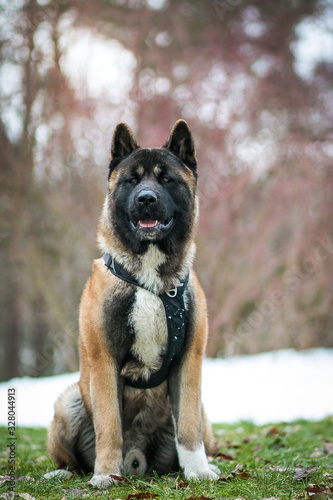 American akita dog posing in the snow outside. 