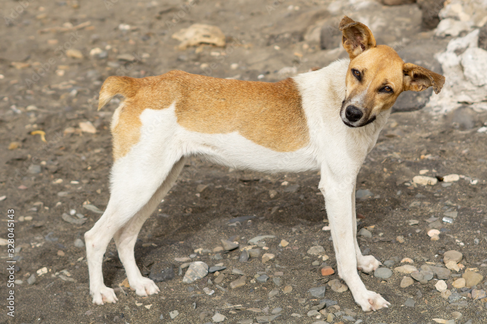 funny dog on the vulcano beach funny dog on the vulcano beach