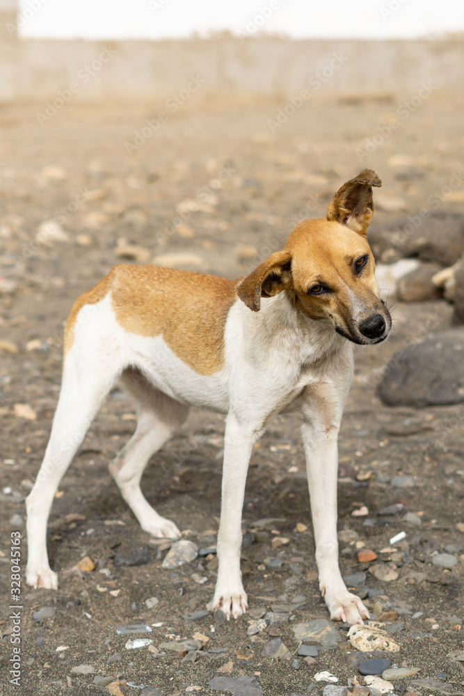 funny dog on the vulcano beach funny dog on the vulcano beach