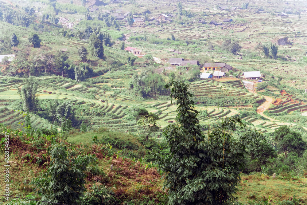 landscape terraced rice field near Sapa, north Vietnam