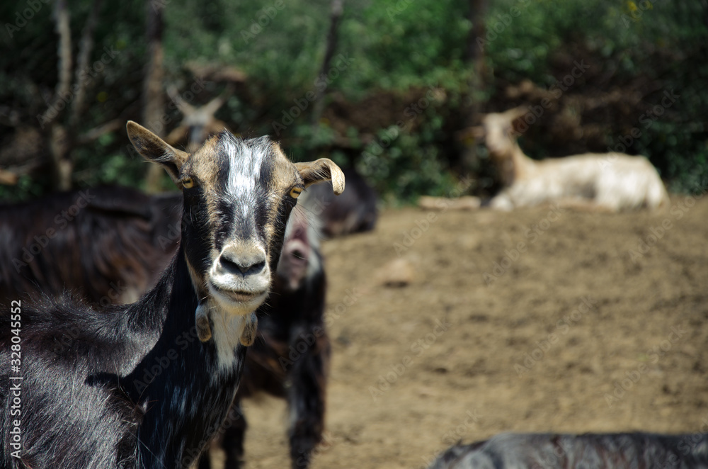 Portrait of a goat outdoors Portrait of a goat outdoors