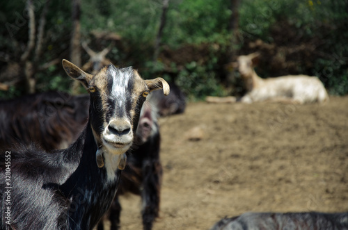 Portrait of a goat outdoors