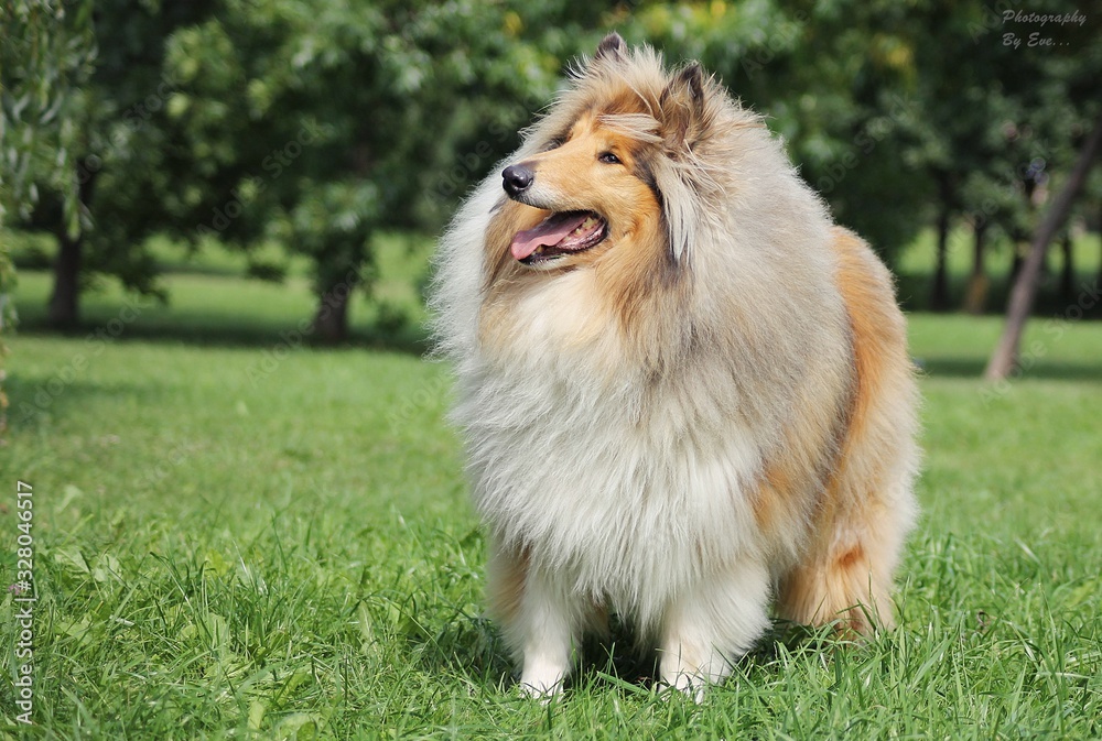  Sable collie. Shetland Sheepdog.