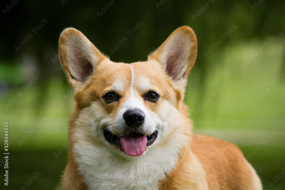 Nice dog portrait. Welsh corgi in the green background. Nice dog portrait. Welsh corgi in the green background.