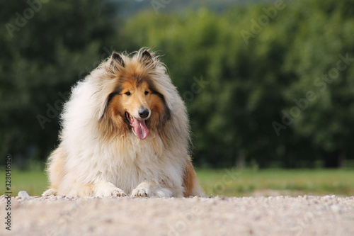  Sable collie. Shetland Sheepdog. photo