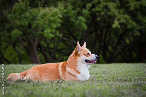 Nice dog portrait. Welsh corgi in the green background.