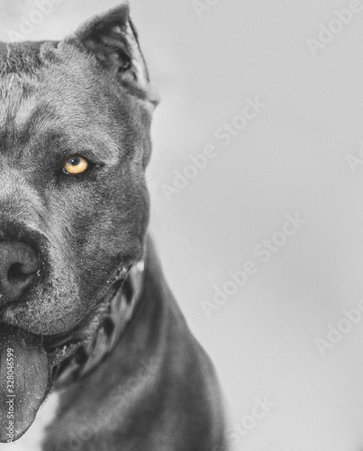Pitbull American Bully
