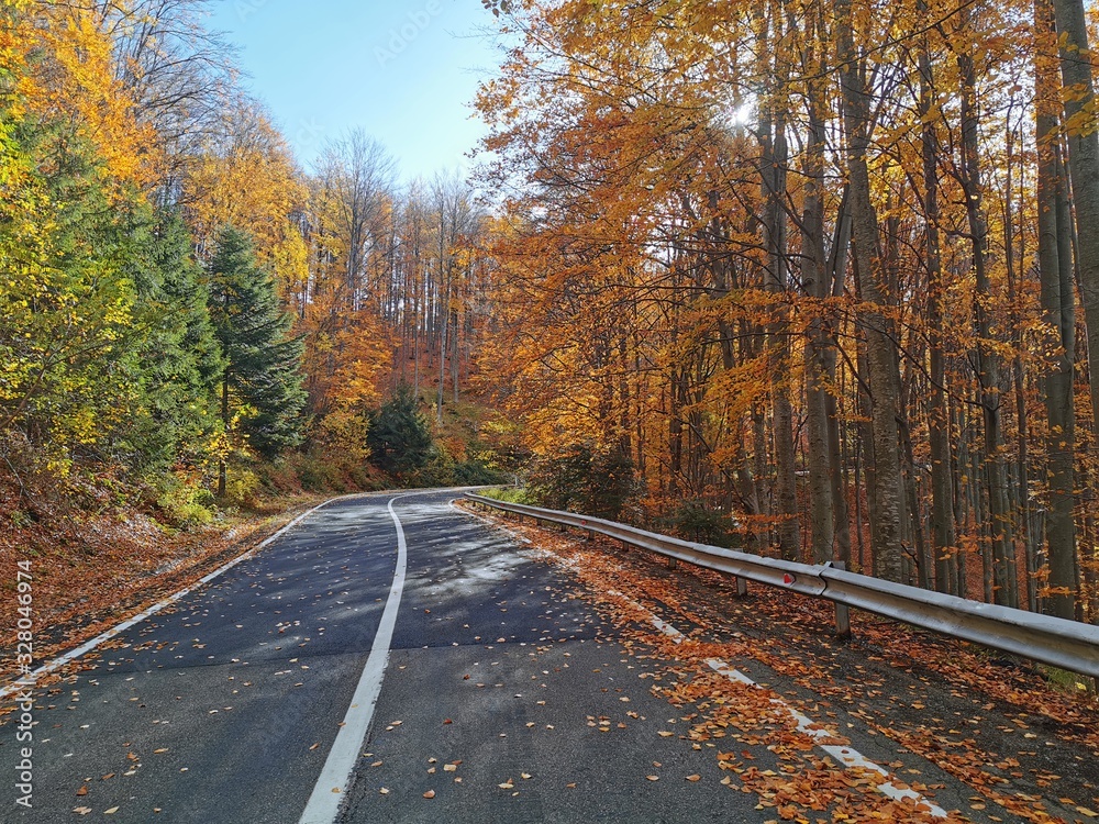 On the way, towards the colorful autumn, treading on rust, yellow and wet leaves On the way, towards the colorful autumn, treading on rust, yellow and wet leaves
