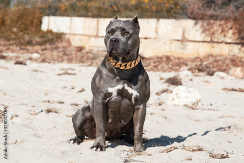 Pitbull American Bully