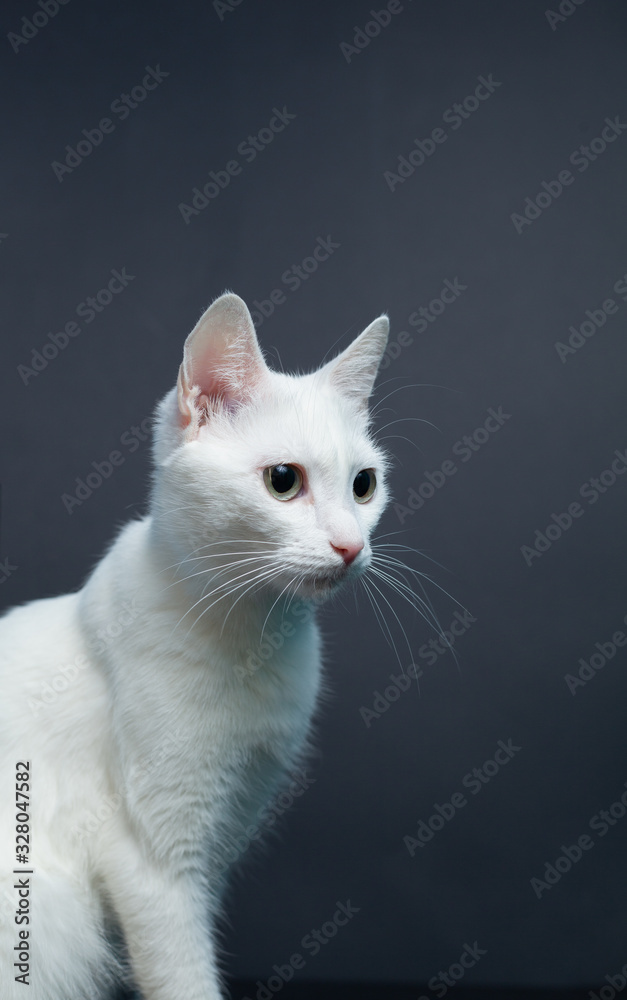 Portrait of a white cat with yellow eyes on a black background