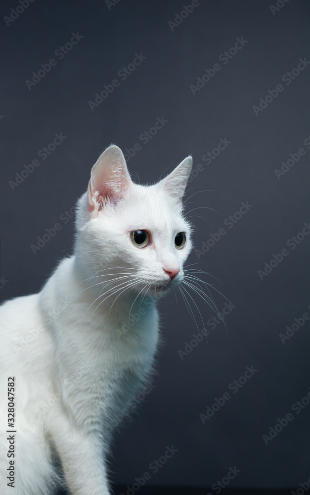 Fototapeta premium Portrait of a white cat with yellow eyes on a black background