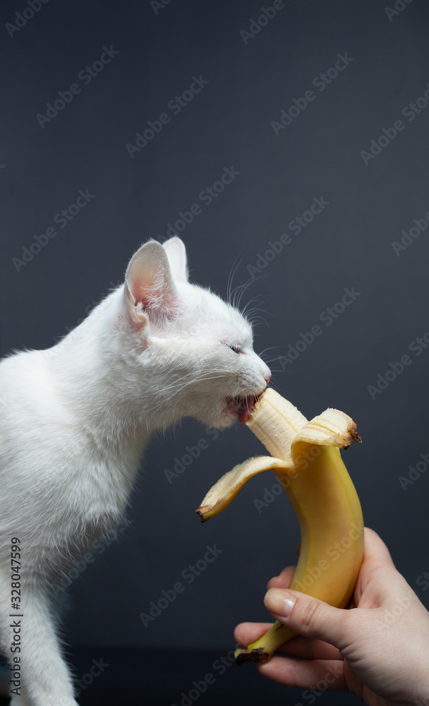White cat eats a banana on a black background