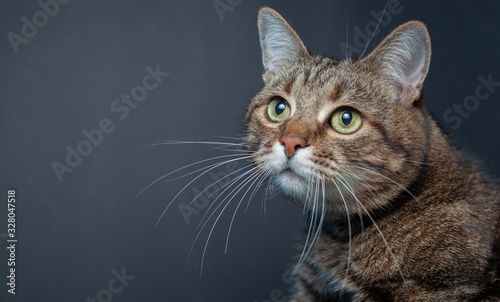 Brown tabby cat portrait on black background