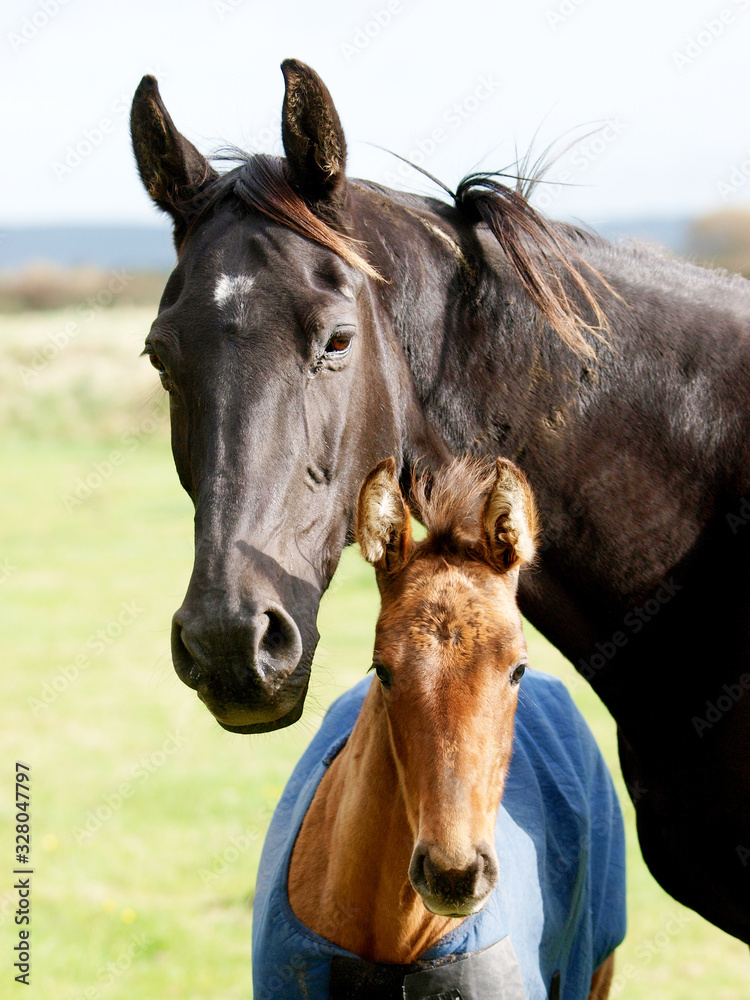 Obraz premium Mare and Foal