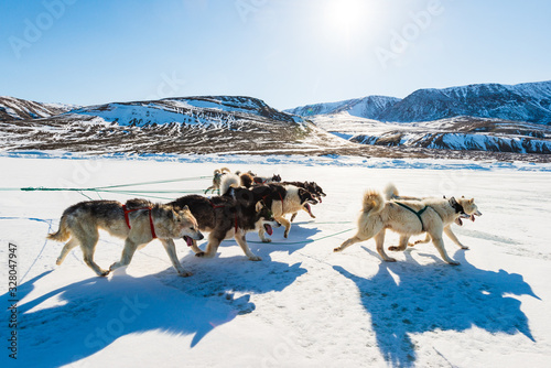 Husky dogs running on frozen sea pulling a sledge., Greenland.