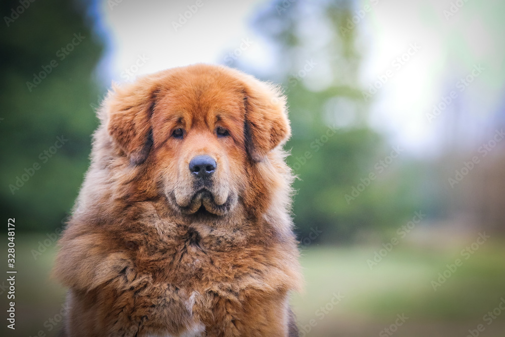 Fototapeta premium Red tibetan mastiff dog posing outside in the park. 
