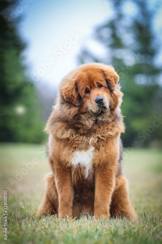 Red tibetan mastiff dog posing outside in the park.