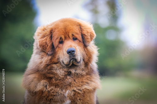 Red tibetan mastiff dog posing outside in the park.