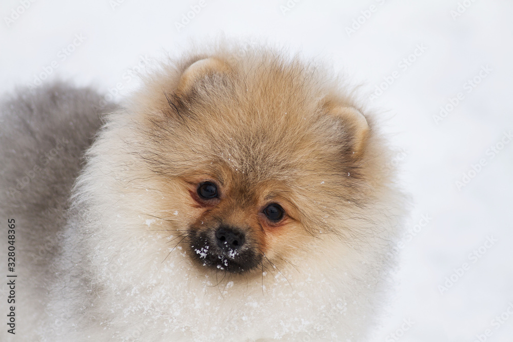 Pomeranian dog outside in the snow.