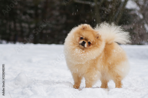 Pomeranian dog outside in the snow. © Evelina