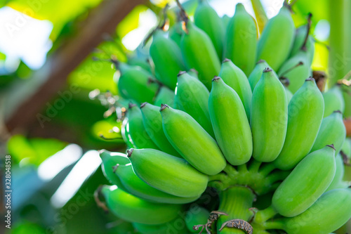 Fresh green raw banana on tree with copy space