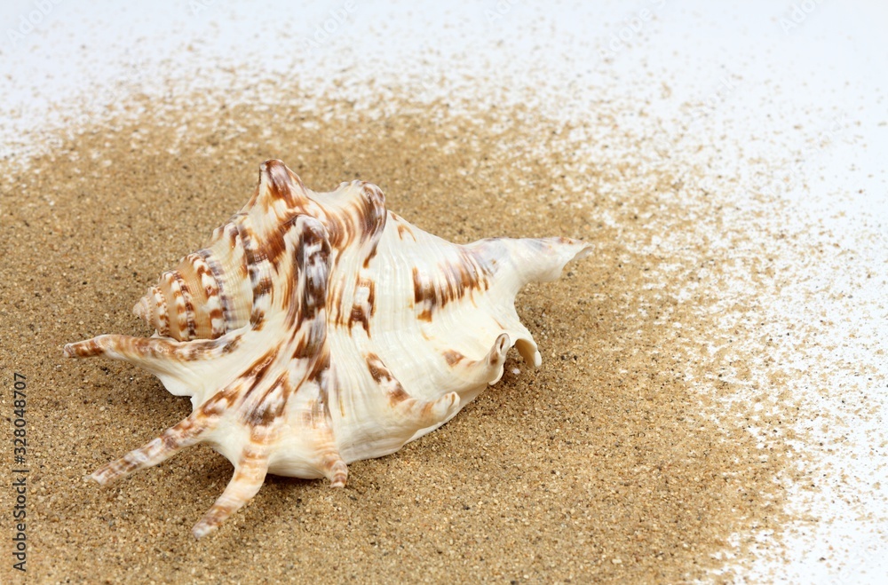 Sea shell in sand. Close up of beautiful nautical shell on white background Sea shell in sand. Close up of beautiful nautical shell on white background