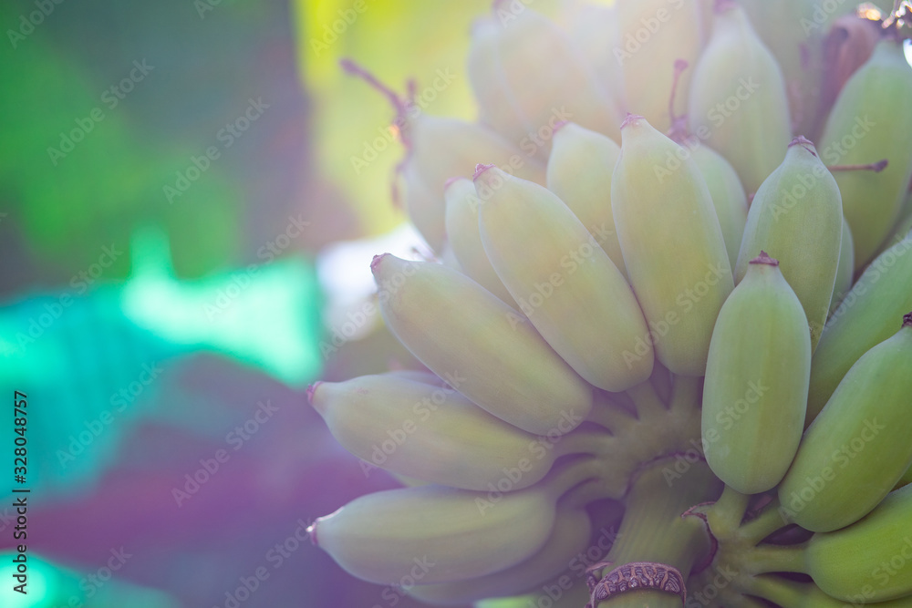 Fresh green raw banana on tree with sunlight Fresh green raw banana on tree with sunlight