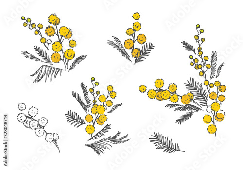 Mimosa drawing on a white background. Vector illustration. Sketch.