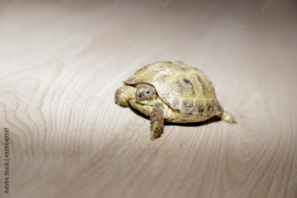Naklejka premium pets turtle at home while feed