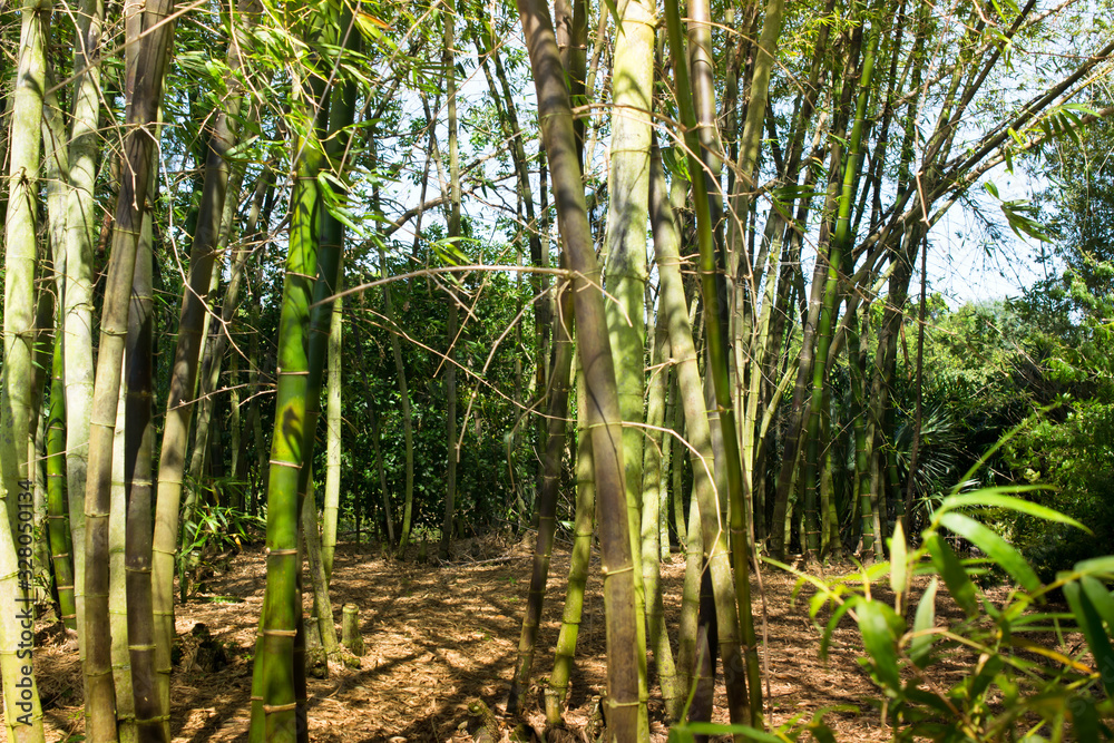 Bamboo garden in Morikami Museum and Japanese Gardens, Palm Beach County, Florida, United States. Bamboo garden in Morikami Museum and Japanese Gardens, Palm Beach County, Florida, United States.